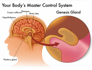 Benefits of Genesis Revival