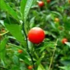 Indian Winter Cherry