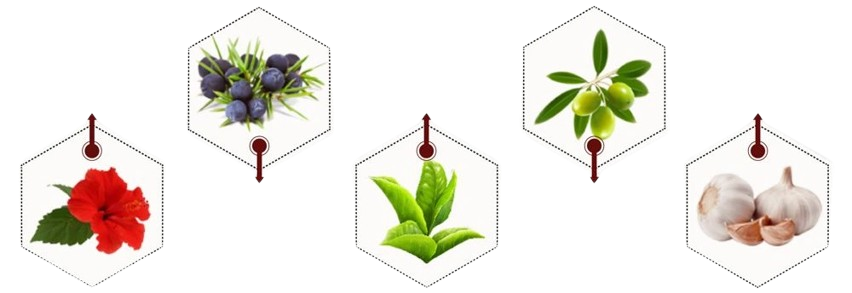 PillowPotion Ear Health Formula Ingredients